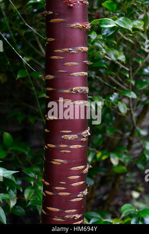 Prunus serrula tibetica corteccia rosso tronco di albero attraente tibetano ciliegie Ciliegio ornamentale interesse fioritura interessante Foto Stock