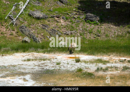 Koyot in Upper Geyser Basin, il Parco Nazionale di Yellowstone, Wyoming USA Foto Stock