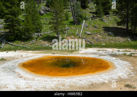 Koyot in Upper Geyser Basin, il Parco Nazionale di Yellowstone, Wyoming USA Foto Stock