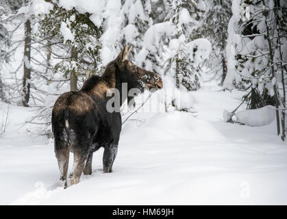 Nevoso inverno vista di alci selvatico (Alces alces); Parco Nazionale di Yoho; British Columbia; Canada Foto Stock