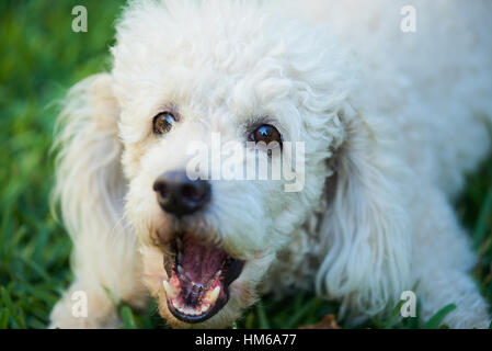 Barboncino francese cane che abbaia e posa sull'erba Foto Stock