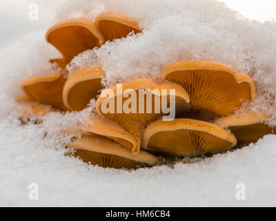 Simulazione di oyster o arancione (oyster Phyllotopsis nidulans) sul tronco di faggio, Burgkwald, Est Turingia, Germania Foto Stock