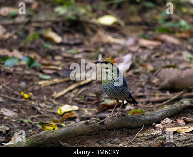Blue pitta (Hydrornis cyaneus), maschio, Kaeng Krachan National Park, Thailandia Foto Stock