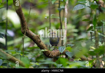Blue pitta (Hydrornis cyaneus) seduta nella struttura ad albero, maschio Kaeng Krachan National Park, Thailandia Foto Stock