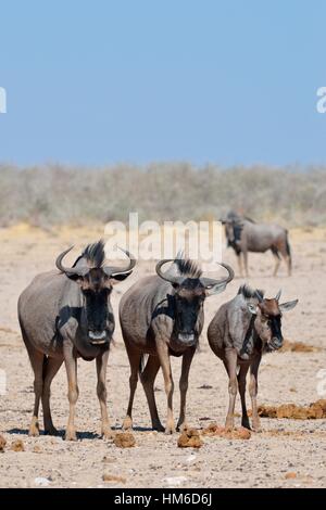 Blu (wildebeests Connochaetes taurinus), adulti e giovani in piedi sulla terra arida, il Parco Nazionale di Etosha, Namibia Foto Stock