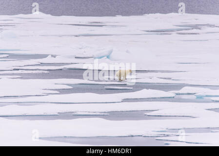 Orso polare (Ursus maritimus) cub sulla banchisa, a nord delle Isole Svalbard Artico Norvegia Foto Stock