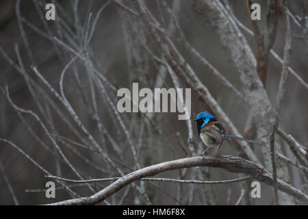 Fata maschio wren nel fitto bosco vicino a Manly, Sydney Australia Foto Stock