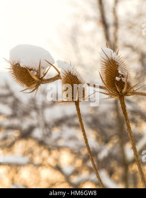 Spear thistle coperte di neve in inverno closeup Foto Stock