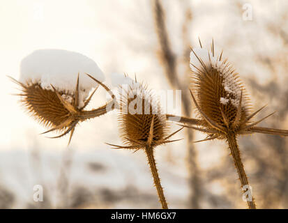 Spear thistle coperte di neve in inverno closeup Foto Stock