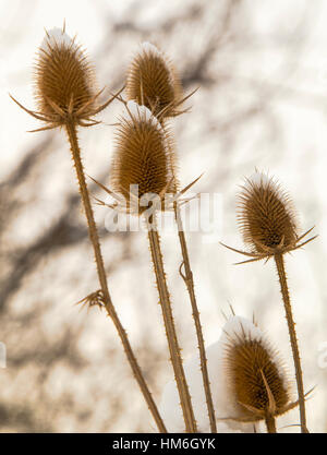 Spear thistle coperte di neve in inverno closeup Foto Stock