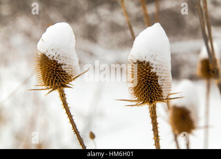 Spear thistle coperte di neve in inverno closeup Foto Stock