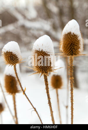 Spear thistle coperte di neve in inverno closeup Foto Stock