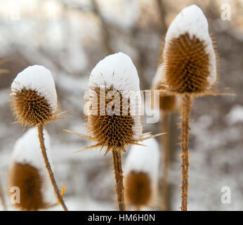 Spear thistle coperte di neve in inverno closeup Foto Stock