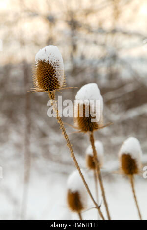 Spear thistle coperte di neve in inverno closeup Foto Stock