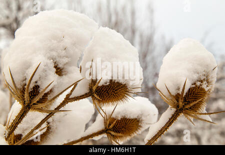 Spear thistle coperte di neve in inverno closeup Foto Stock