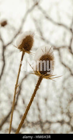 Spear thistle coperte di neve in inverno closeup Foto Stock