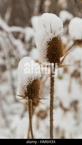 Spear thistle coperte di neve in inverno closeup Foto Stock