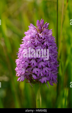 Una chiusura di un fiore spike di L Orchide ( Anacamptis pyramidalis ) Foto Stock