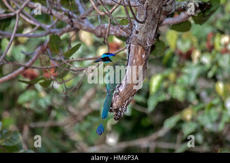 Blue crowned Motmot arroccato nella tettoia di albero nella foresta in Brasile Foto Stock