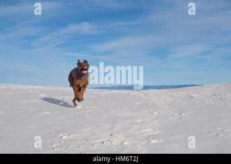 Cane saltando sulle dune di sabbia bianca contro il cielo blu sulla giornata di sole Foto Stock