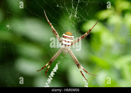 St Andrews Cross spider Foto Stock