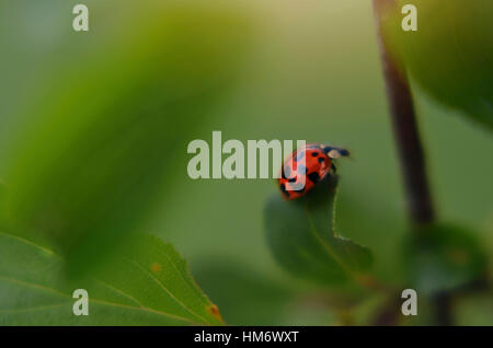 Close-up di coccinella sulla pianta Foto Stock