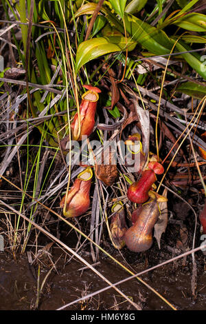 Nepenthes masoalensis, Palmarium Riserva, Ankanin'Ny Nofy, canale di Pangalanes, Est del Madagascar, da Monika Hrdinova/Dembinsky Foto Assoc Foto Stock