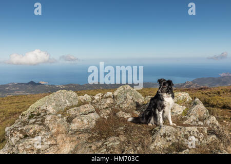 Bianco & Nero Border Collie sheepdog seduto su uno sperone roccioso a Col de Battaglia nella regione della Balagne in Corsica Foto Stock