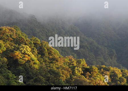 Nel tardo pomeriggio il sole illumina Monteverde Cloud Forest Preserve, Costa Rica. Foto Stock