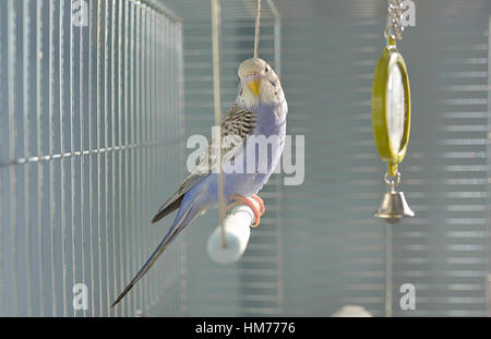 Indigo Budgerigar parrot nella sua gabbia Foto Stock