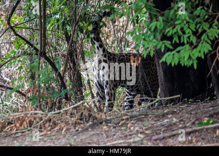 Jaguar profumo di spruzzatura sulla vegetazione circostante e dal suo profumo ghiandola situata sotto la sua coda in Brasile Foto Stock