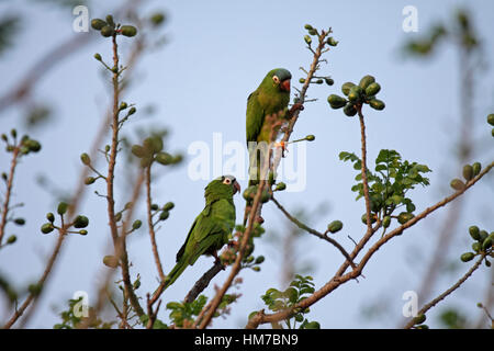 White eyed parrocchetti alimentazione su tree top in Brasile Foto Stock