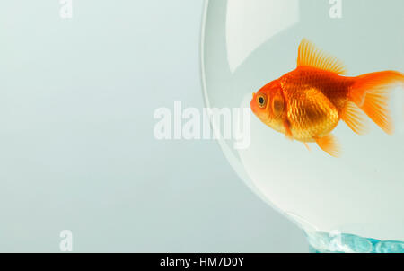 Goldfish (Carassius auratus) nel globo di vetro Foto Stock