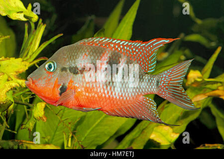 Messicano bocca di fuoco (Thorichthys meeki) - maschio Foto Stock