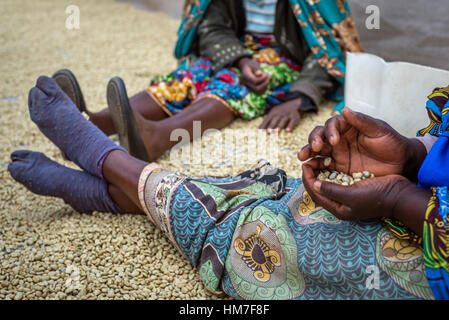 Una donna ordina fuori i chicchi di caffè sul pavimento di essiccazione presso la fattoria Mubuyu fabbrica di caffè, Zambia. Foto Stock