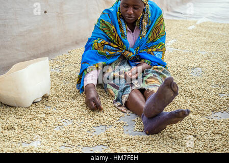 Una donna ordina fuori i chicchi di caffè sul pavimento di essiccazione presso la fattoria Mubuyu fabbrica di caffè, Zambia. Foto Stock