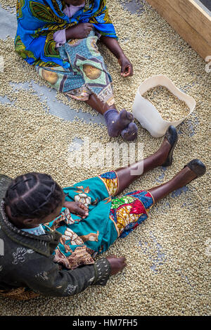 Una donna ordina fuori i chicchi di caffè sul pavimento di essiccazione presso la fattoria Mubuyu fabbrica di caffè, Zambia. Foto Stock