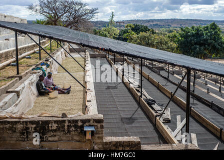 Una donna ordina fuori i chicchi di caffè sul pavimento di essiccazione presso la fattoria Mubuyu fabbrica di caffè, Zambia. Foto Stock