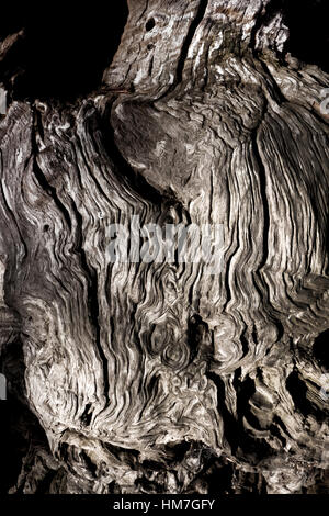 Nodose corteccia di un vecchio albero, vicino, molto strutturato. Foto Stock