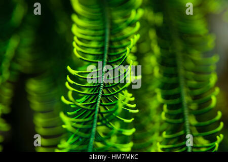 Un close-up del braccio di una piuma Star filtro alimentazione di piccole particelle di cibo. Foto Stock