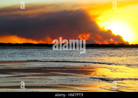 Flutti di fumo da un bushfire nella pineta vicino a campane Creek nella Sunshine Coast regione del Queensland, Australia. Foto Stock