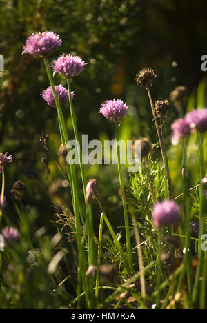 Patch di erba cipollina cresce in giardino Foto Stock