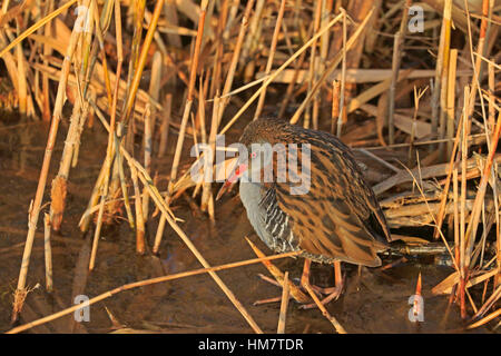 Water Rail Foto Stock