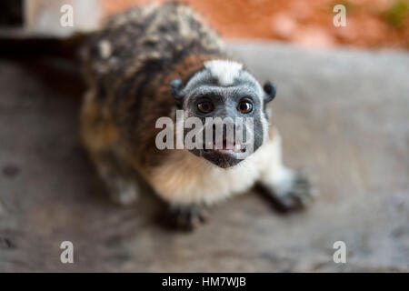 America centrale (scimmie Saimiri oerstedii) Titi monkey. (Titis). Dusky titi, Titi Monkey (Callicebus moloch). Gli abitanti di un villaggio di nativi Embera indiano Foto Stock