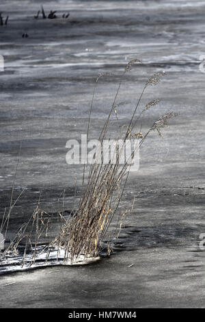 Superficie congelata del lago con la sua canna sporgente Foto Stock