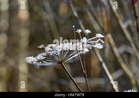 Brina su aplants in raggi di un sole che sorge Foto Stock