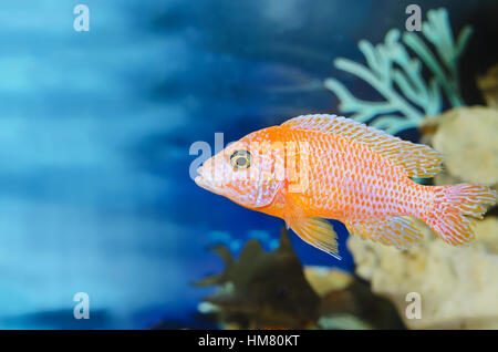 Acquario sfondo blu con pesce rosso. Un sacco di spazio per il testo. Foto Stock