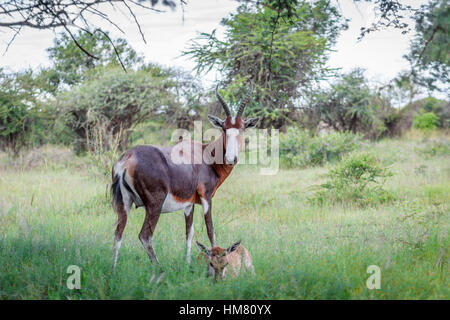 Bontebok (Damaliscus pygargus) e vitello Foto Stock