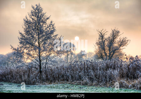 Sunset on a foggy winter day with frosted trees seen in a landscape conservation area called Goachat near Schrobenhausen (Bavaria, Germany) Foto Stock