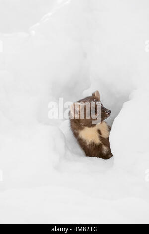 Curioso martora (Martes martes) guardando attraverso lo spazio nella neve mentre la caccia in inverno Foto Stock